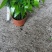 竹柏室内绿植盆栽居家办公常备绿植盆栽净化新鲜空气花卉盆栽