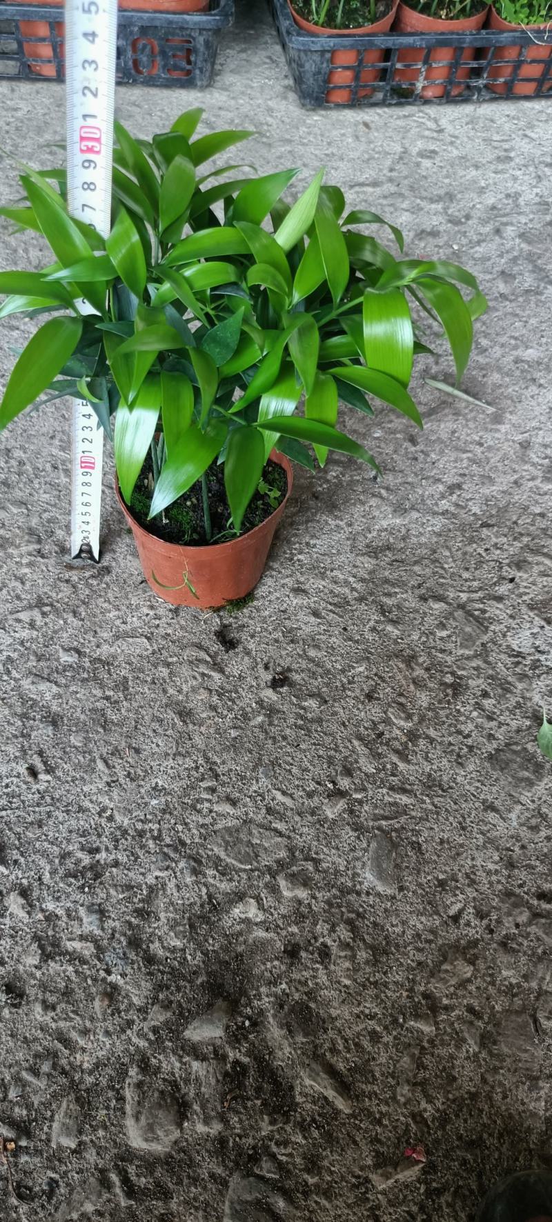 竹柏室内绿植盆栽居家办公常备绿植盆栽净化新鲜空气花卉盆栽