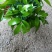 竹柏室内绿植盆栽居家办公常备绿植盆栽净化新鲜空气花卉盆栽