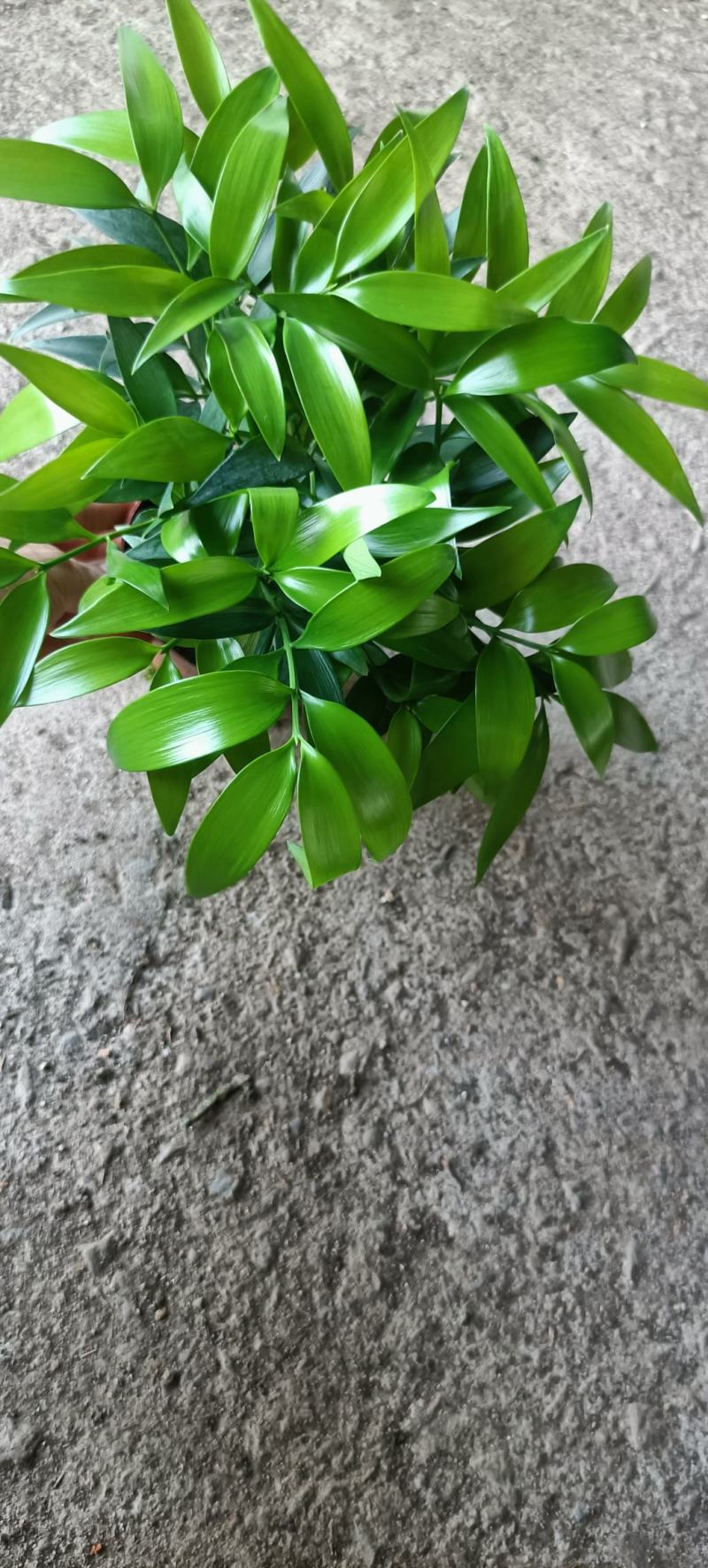 竹柏室内绿植盆栽居家办公常备绿植盆栽净化新鲜空气花卉盆栽