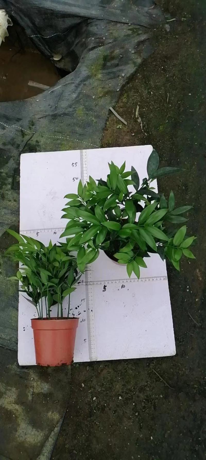 竹柏室内绿植盆栽居家办公常备绿植盆栽净化新鲜空气花卉盆栽