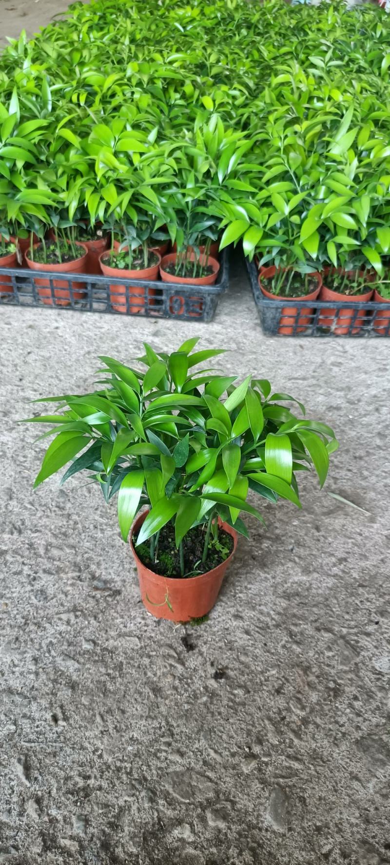 竹柏室内绿植盆栽居家办公常备绿植盆栽净化新鲜空气花卉盆栽