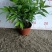 竹柏室内绿植盆栽居家办公常备绿植盆栽净化新鲜空气花卉盆栽