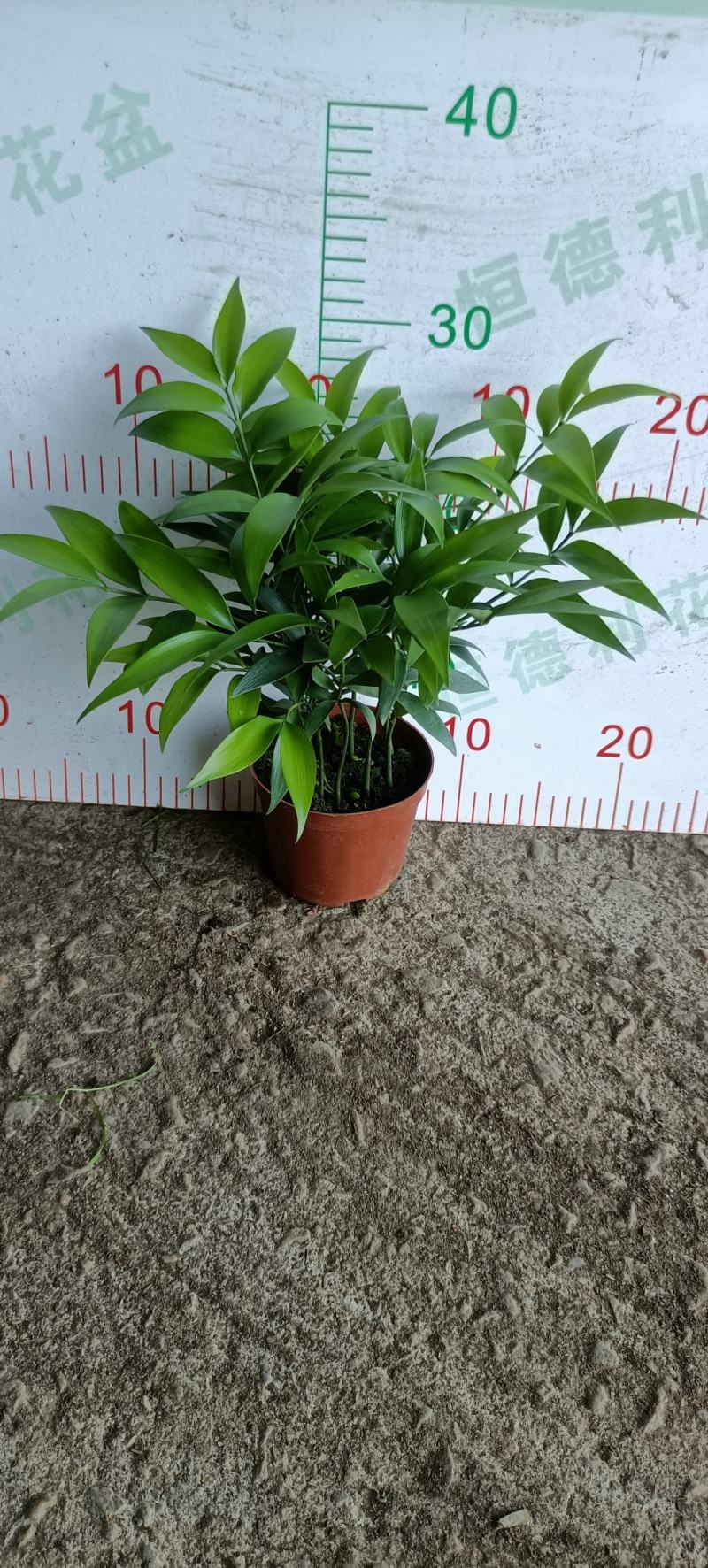 竹柏室内绿植盆栽居家办公常备绿植盆栽净化新鲜空气花卉盆栽