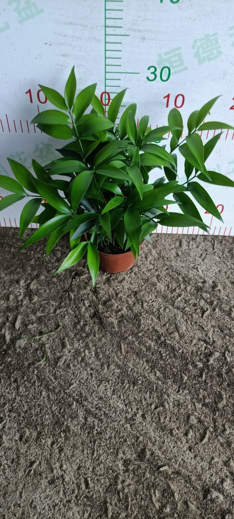 竹柏室内绿植盆栽居家办公常备绿植盆栽净化新鲜空气花卉盆栽