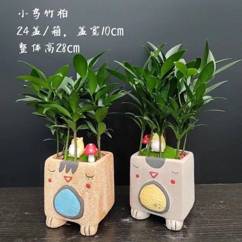 竹柏室内绿植盆栽居家办公常备绿植盆栽净化新鲜空气花卉盆栽