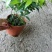 竹柏室内绿植盆栽居家办公常备绿植盆栽净化新鲜空气花卉盆栽