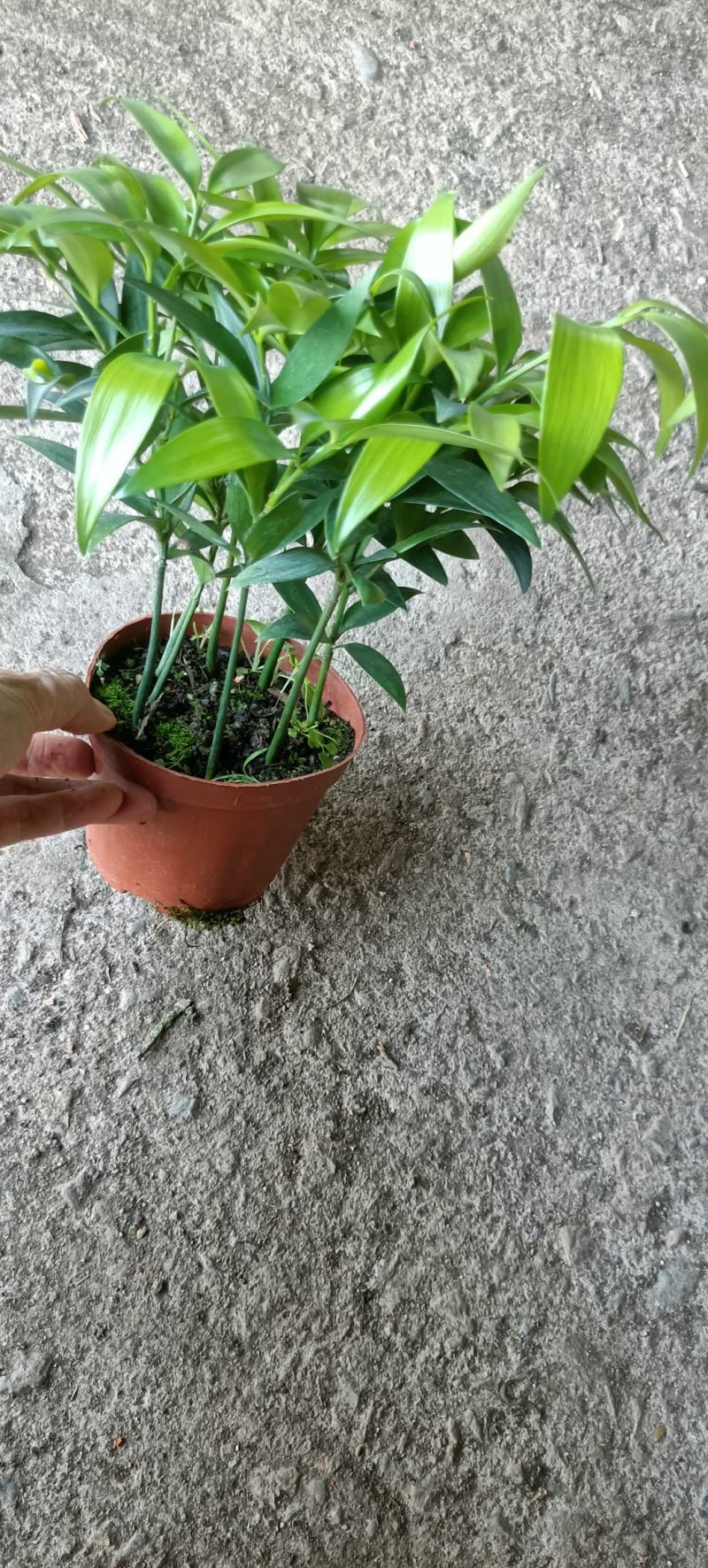 竹柏室内绿植盆栽居家办公常备绿植盆栽净化新鲜空气花卉盆栽