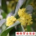 5A新花浓香桂花干食用特级桂林干桂花茶泡酒酿泡茶商用