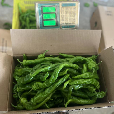 螺丝椒