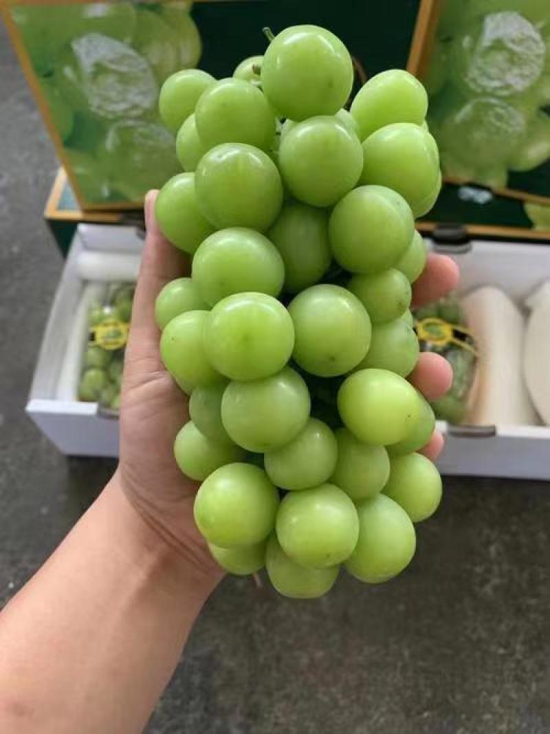 云南省阳光玫瑰葡萄，大量供应，一手货源，对接全国市场商超