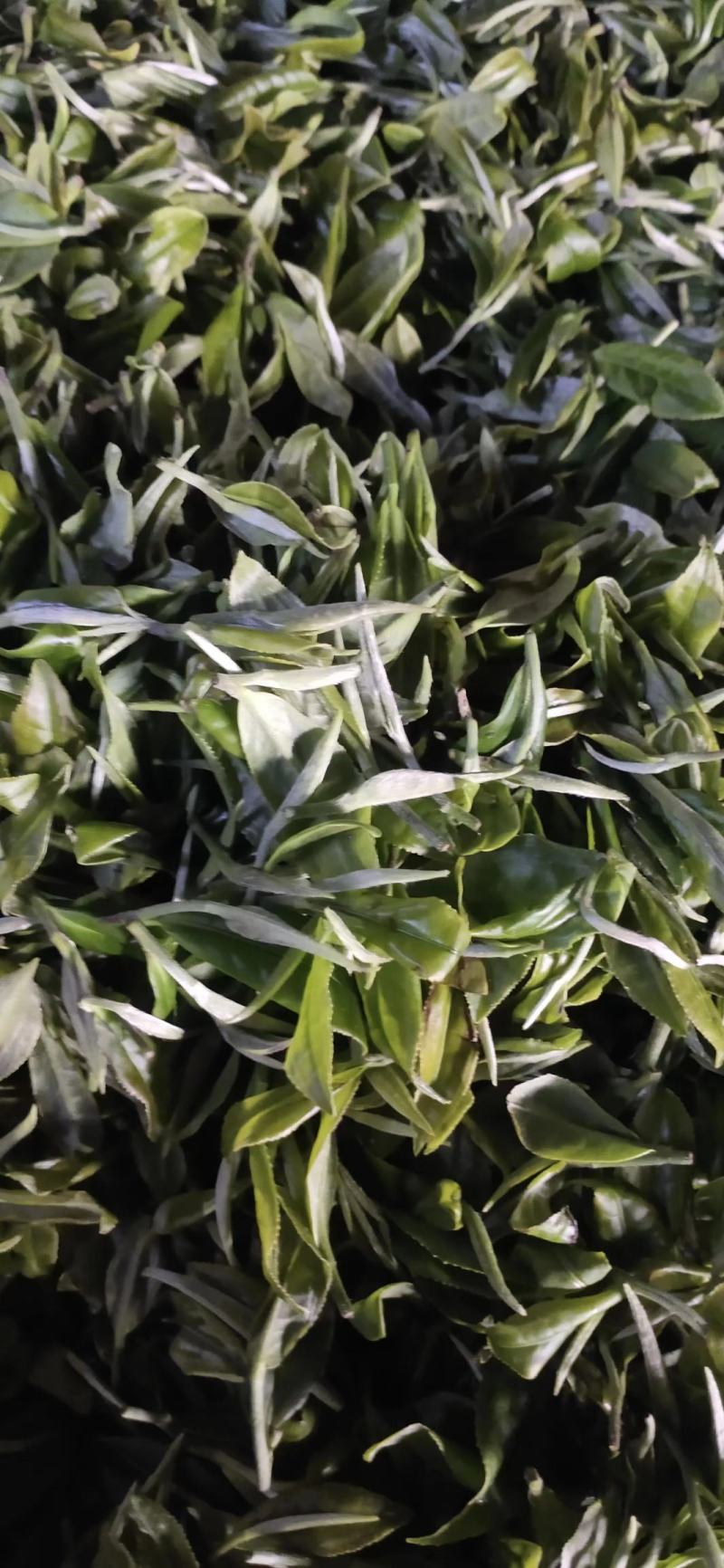 小种红茶