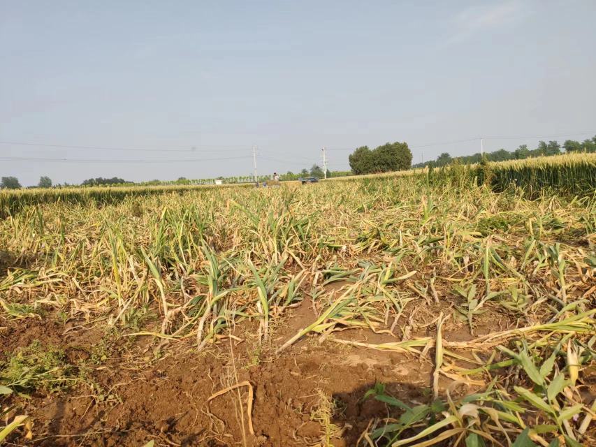 山东红蒜采收现场,农民正在田间收获成熟的大蒜,背景可见成捆晾晒的大蒜 山东红蒜采收场景