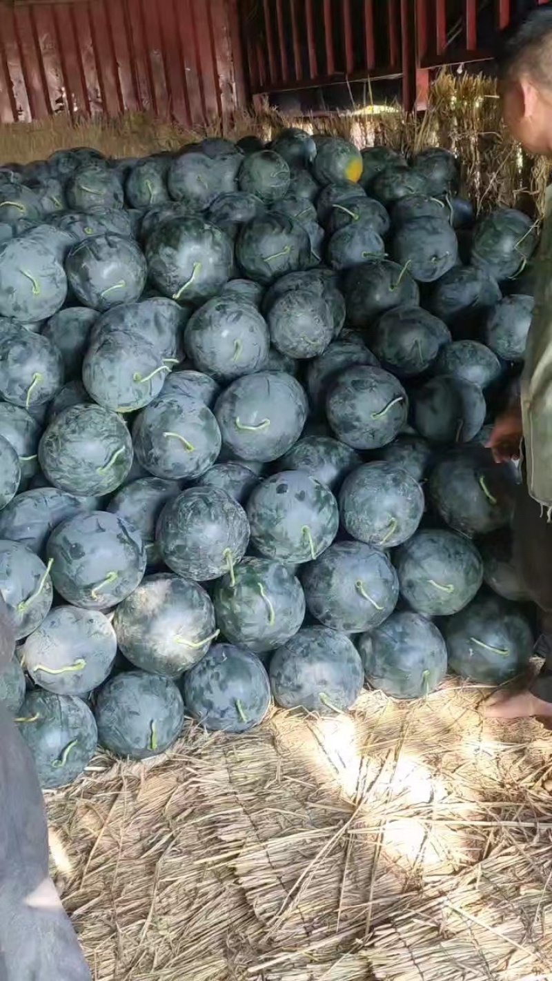 湖北黑美人西瓜头茬西瓜产区发货全国批发商超大量出售