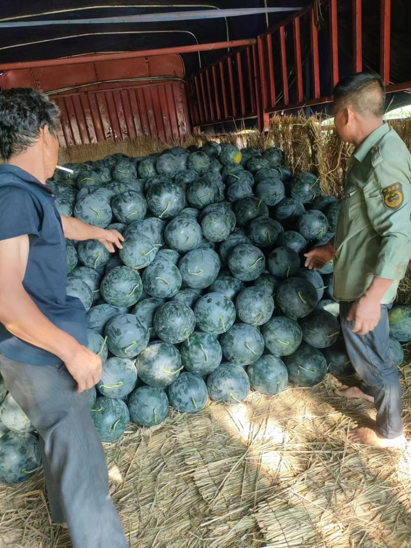 湖北黑美人西瓜头茬西瓜产区发货全国批发商超大量出售