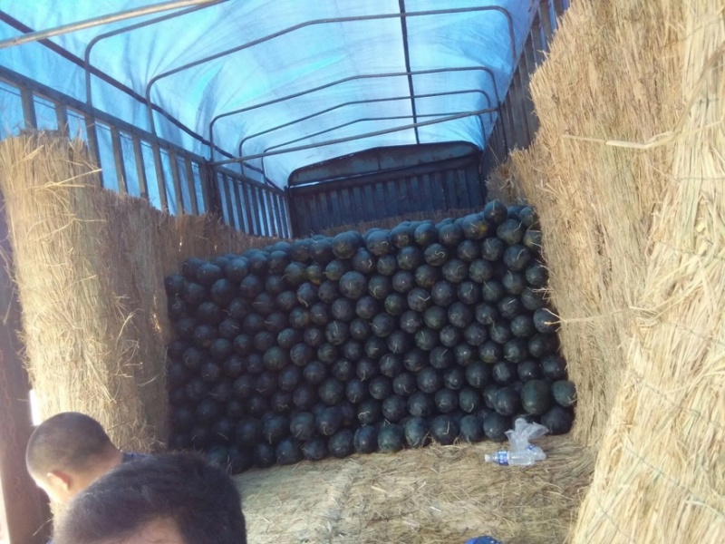湖北黑美人西瓜头茬西瓜产区发货全国批发商超大量出售