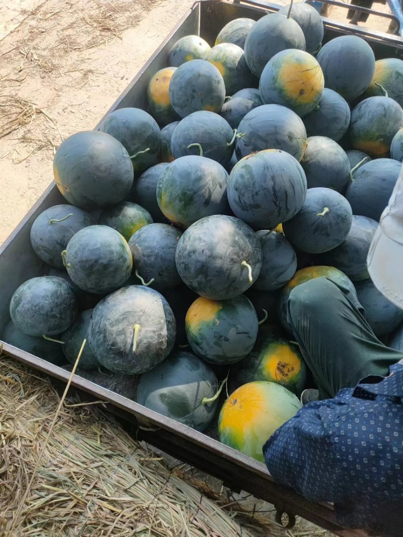 湖北黑美人西瓜头茬西瓜产区发货全国批发商超大量出售