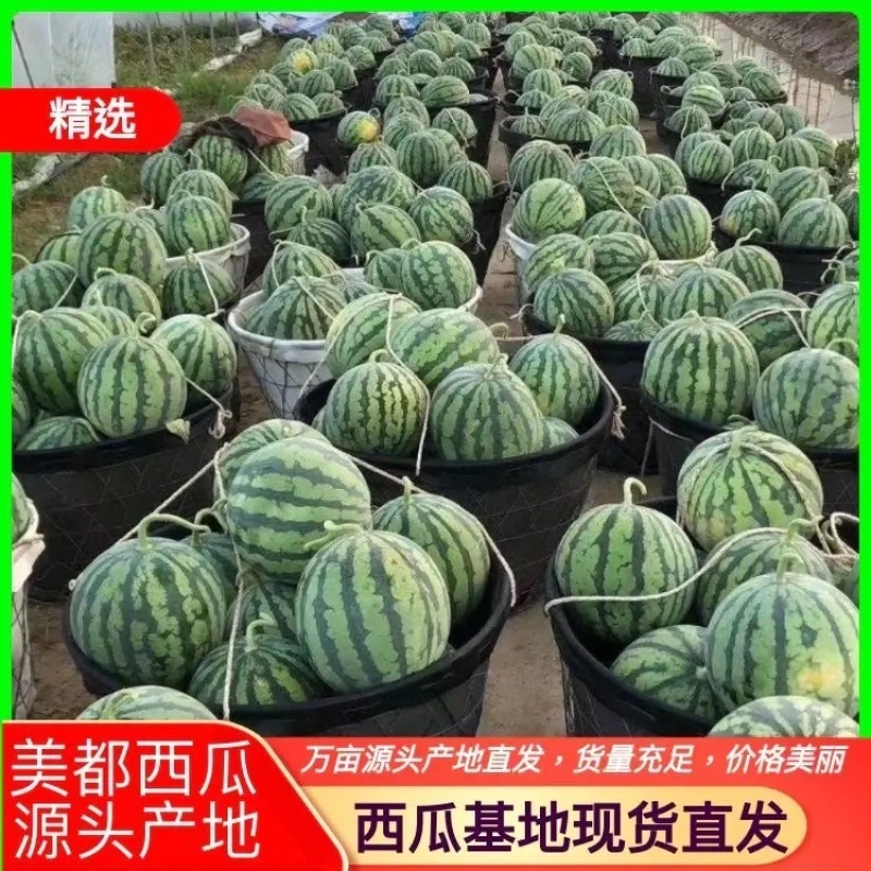 湖北襄阳西瓜8424西瓜大量出售一手货源欢迎咨询