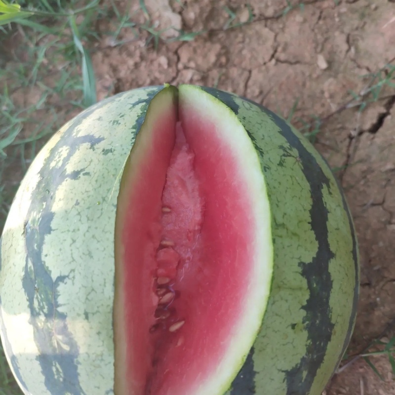 宜城精品麒麟美都，高糖度，小薄皮，产地大量上市，全国发货