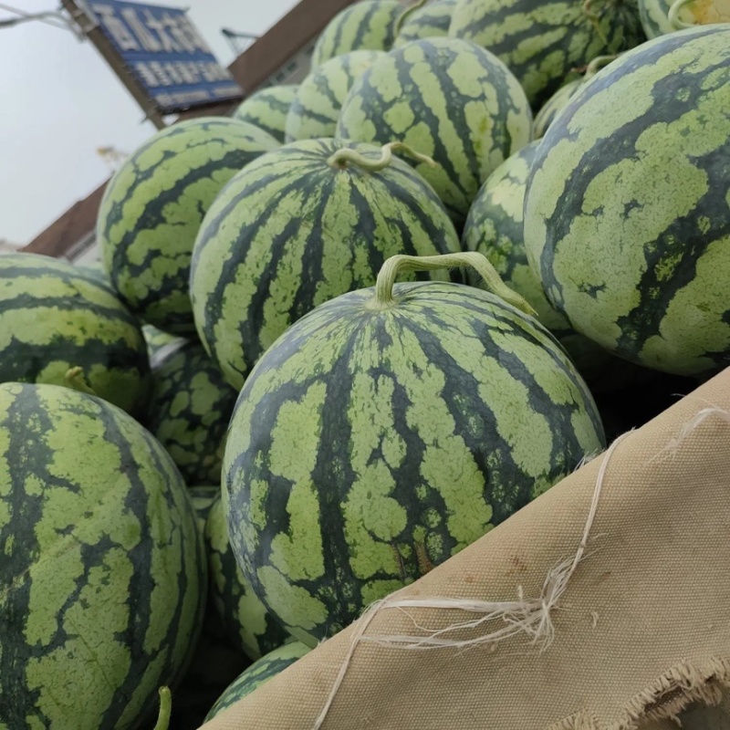 宜城精品麒麟美都，高糖度，小薄皮，产地大量上市，全国发货