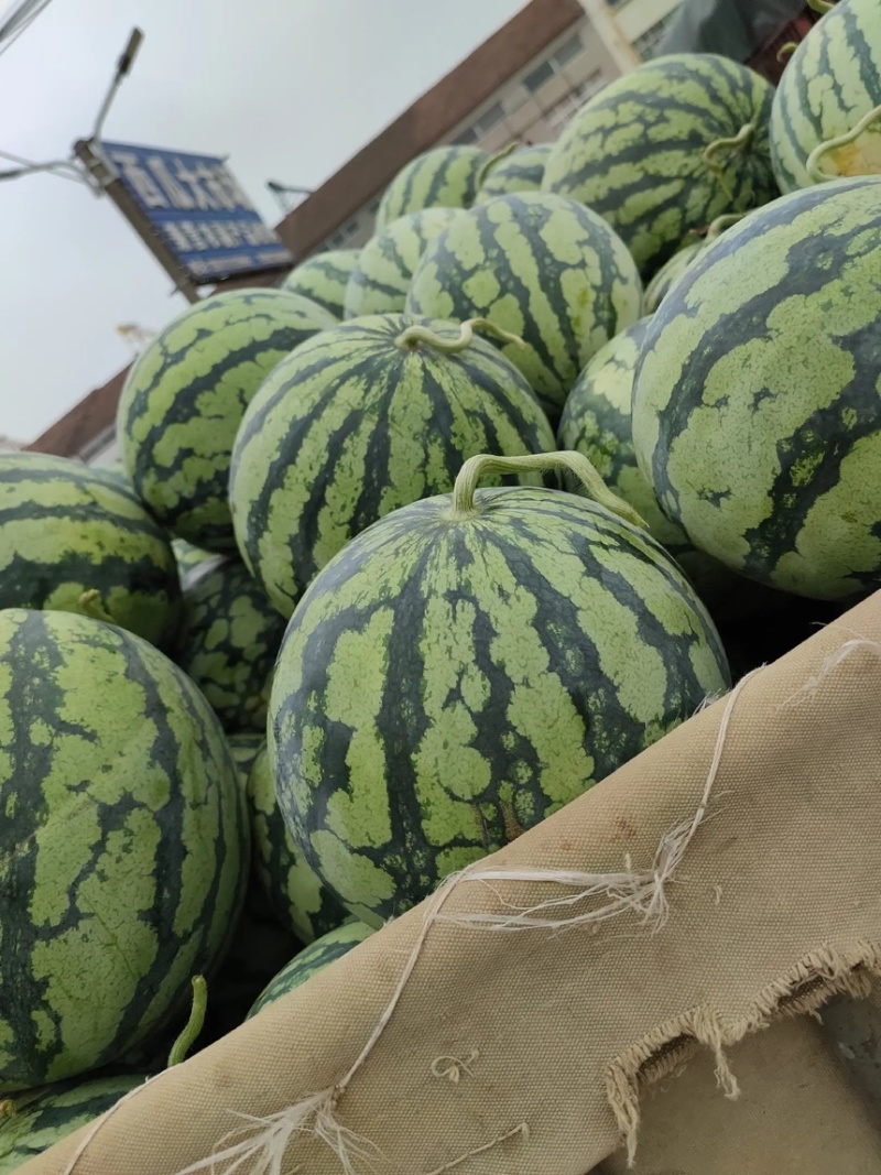 宜城精品麒麟美都，高糖度，小薄皮，产地大量上市，全国发货