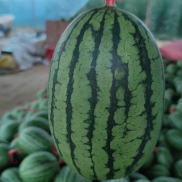 精品吊瓜口感脆甜产地直发品质保证欢迎