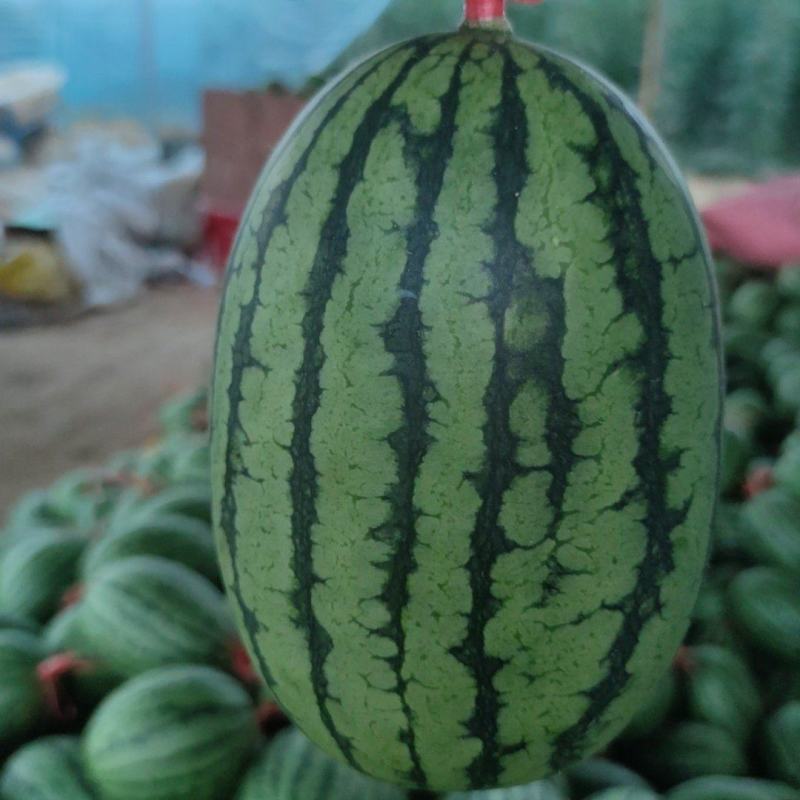 精品吊瓜口感脆甜产地直发品质保证欢迎