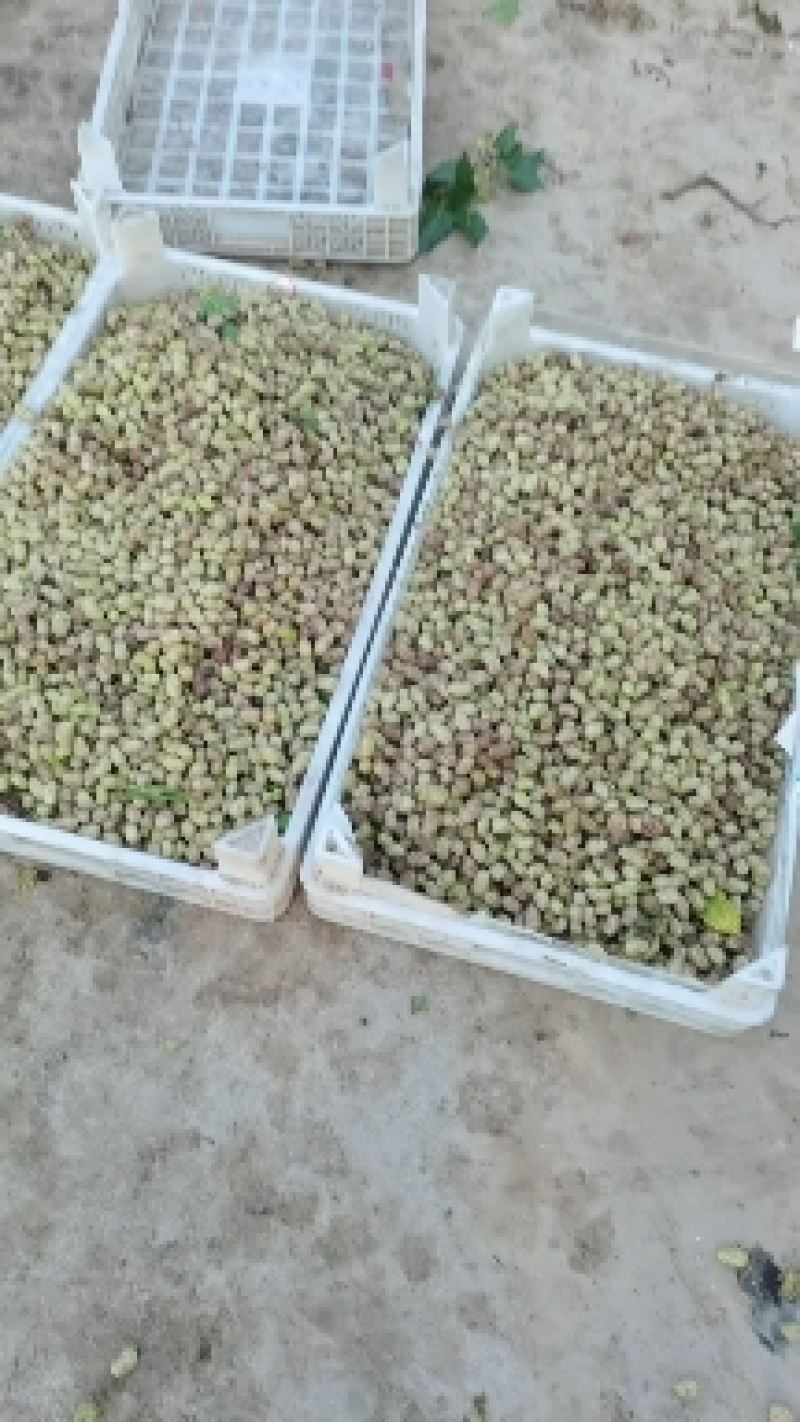 桑葚，鲜桑葚，鲜桑葚诚寻加工客商