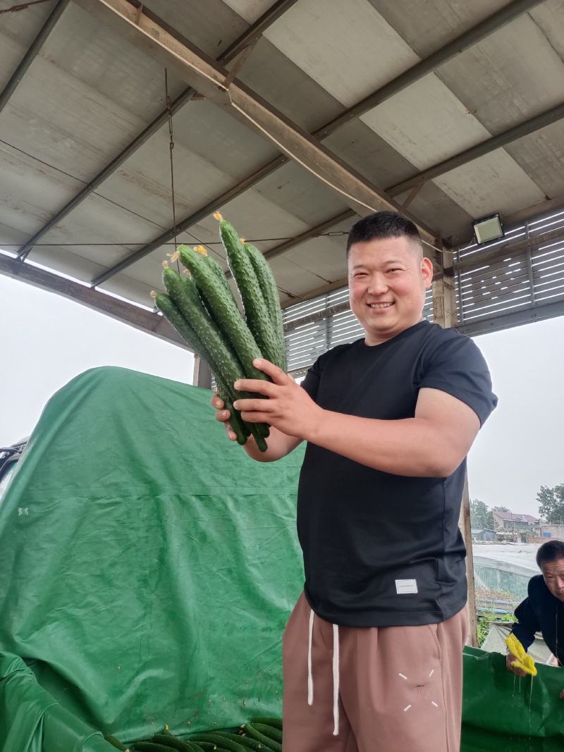 内黄县油亮密刺黄瓜专业代收【价格有可比性强口感很好】