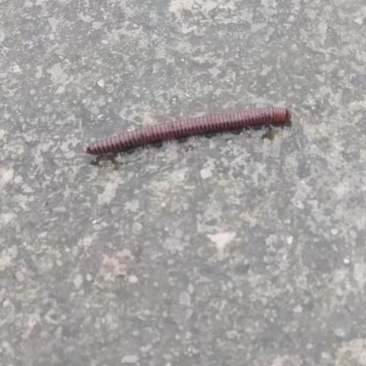 千足虫