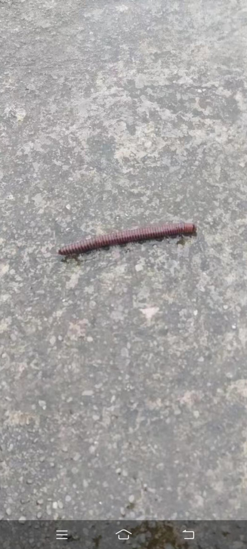 千足虫