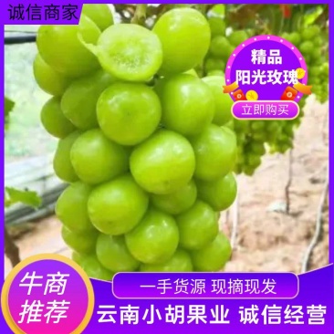 云南省阳光玫瑰葡萄，大量供应，一手货源，对接全国市场商超