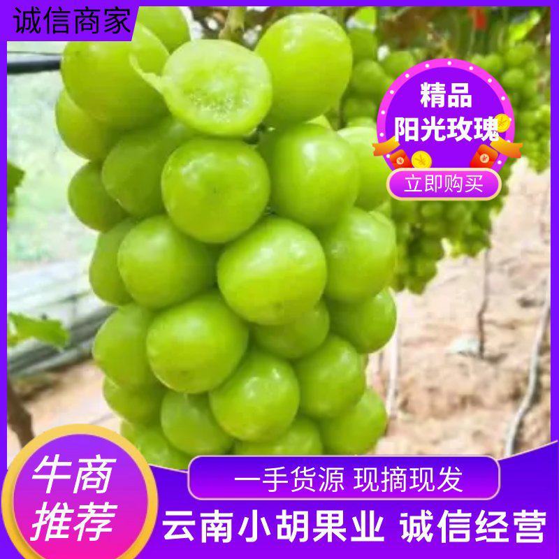 云南省阳光玫瑰葡萄，大量供应，一手货源，对接全国市场商超
