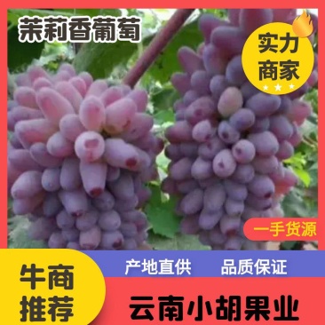 精品云南高原茉莉香产地直发品质保证对接全国