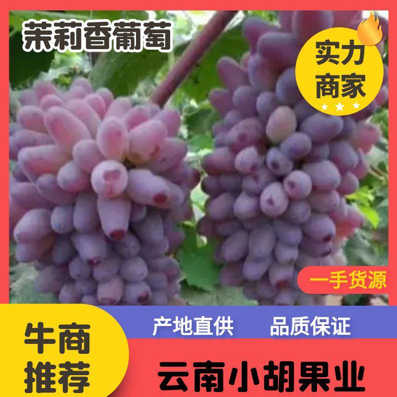 精品云南高原茉莉香产地直发品质保证对接全国