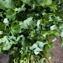 大叶香菜