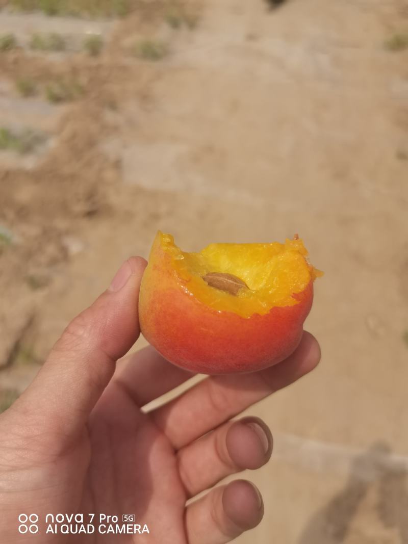 丰园红杏，质量杠杠滴
