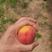 丰园红杏，质量杠杠滴
