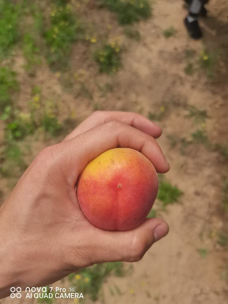 丰园红杏，质量杠杠滴