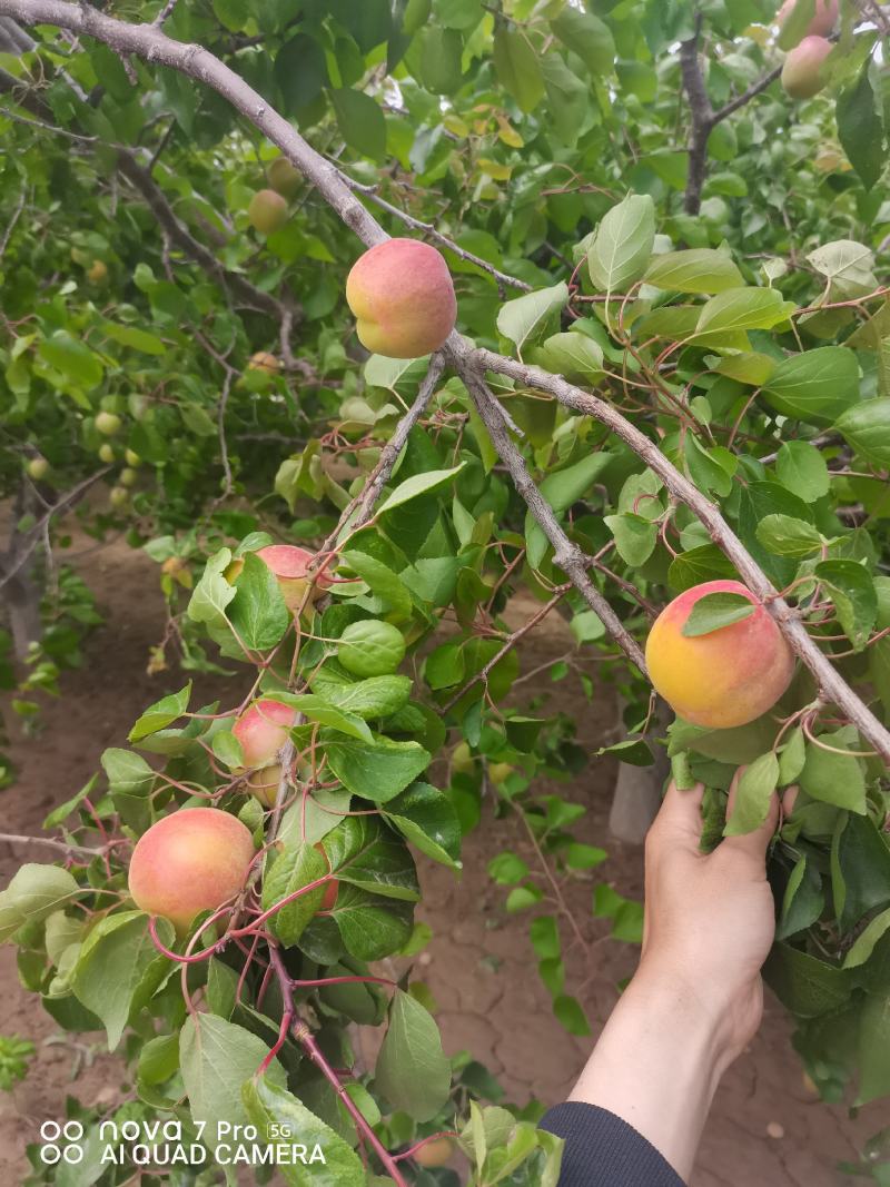 丰园红杏，质量杠杠滴
