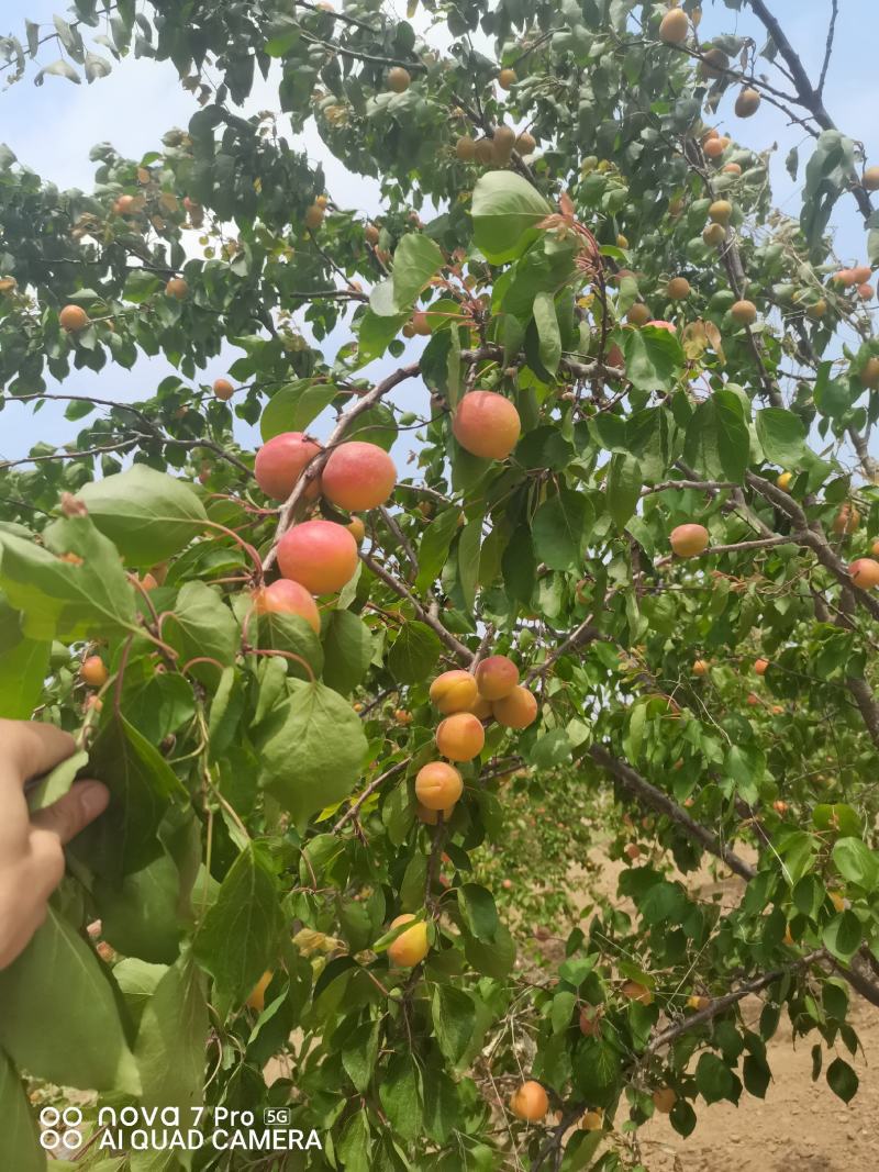 丰园红杏，质量杠杠滴