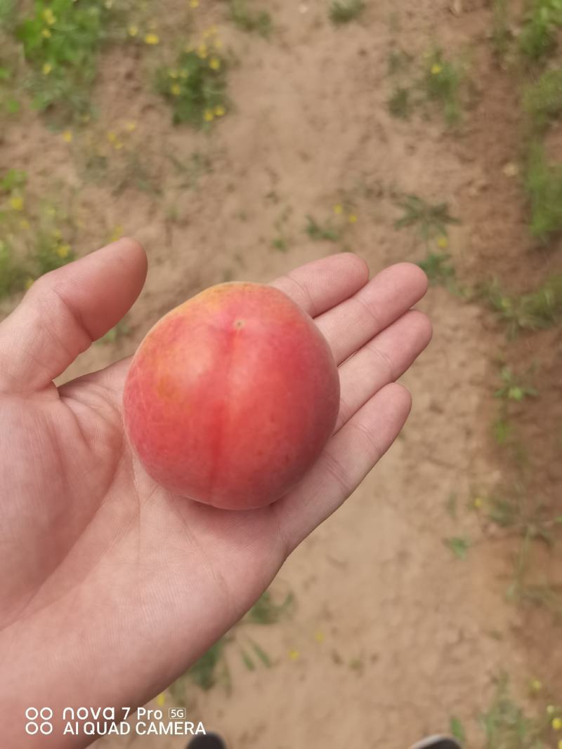 丰园红杏，质量杠杠滴