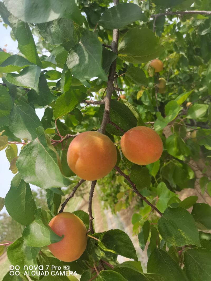丰园红杏，质量杠杠滴