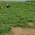 大叶香菜