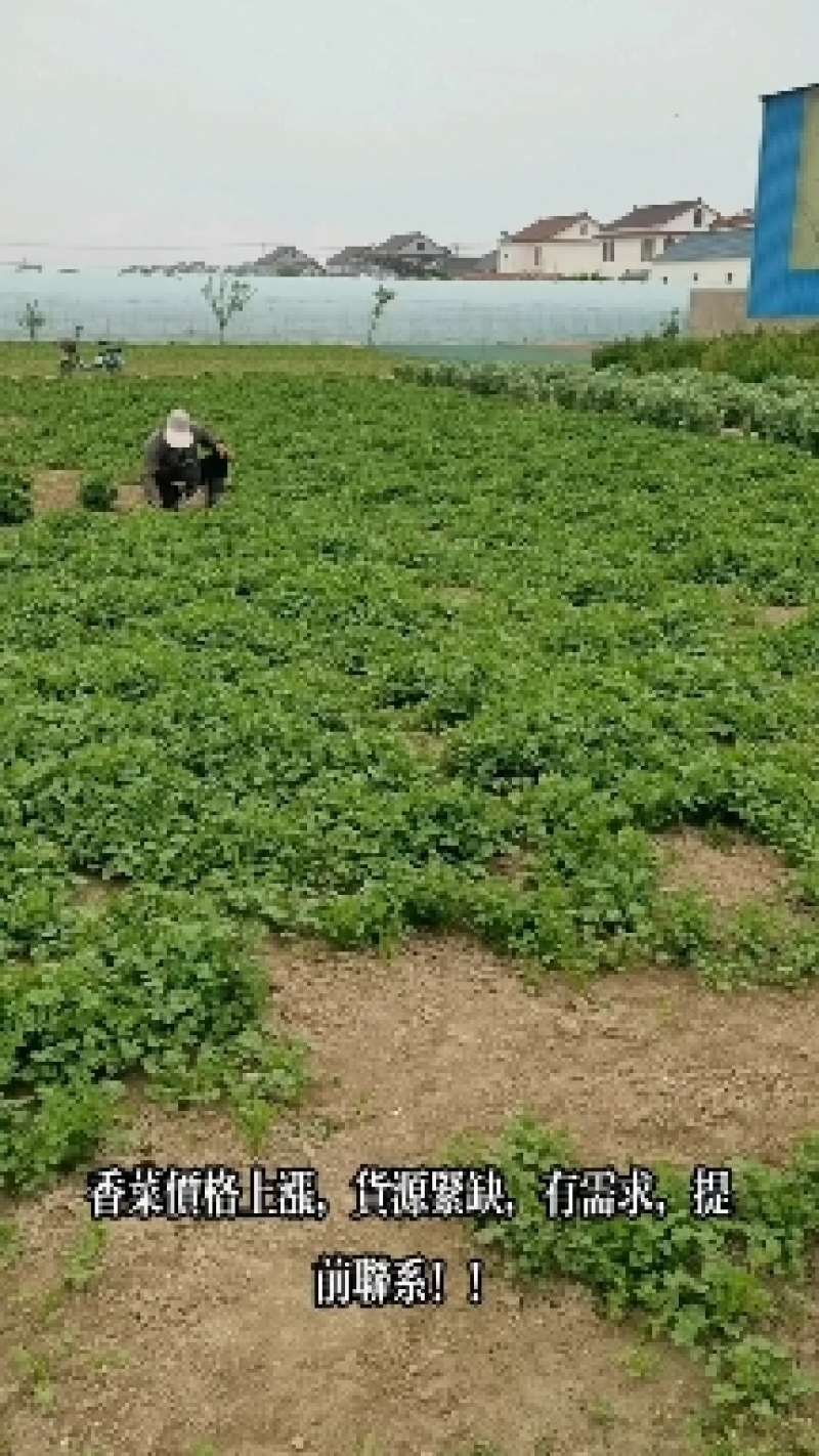 大叶香菜