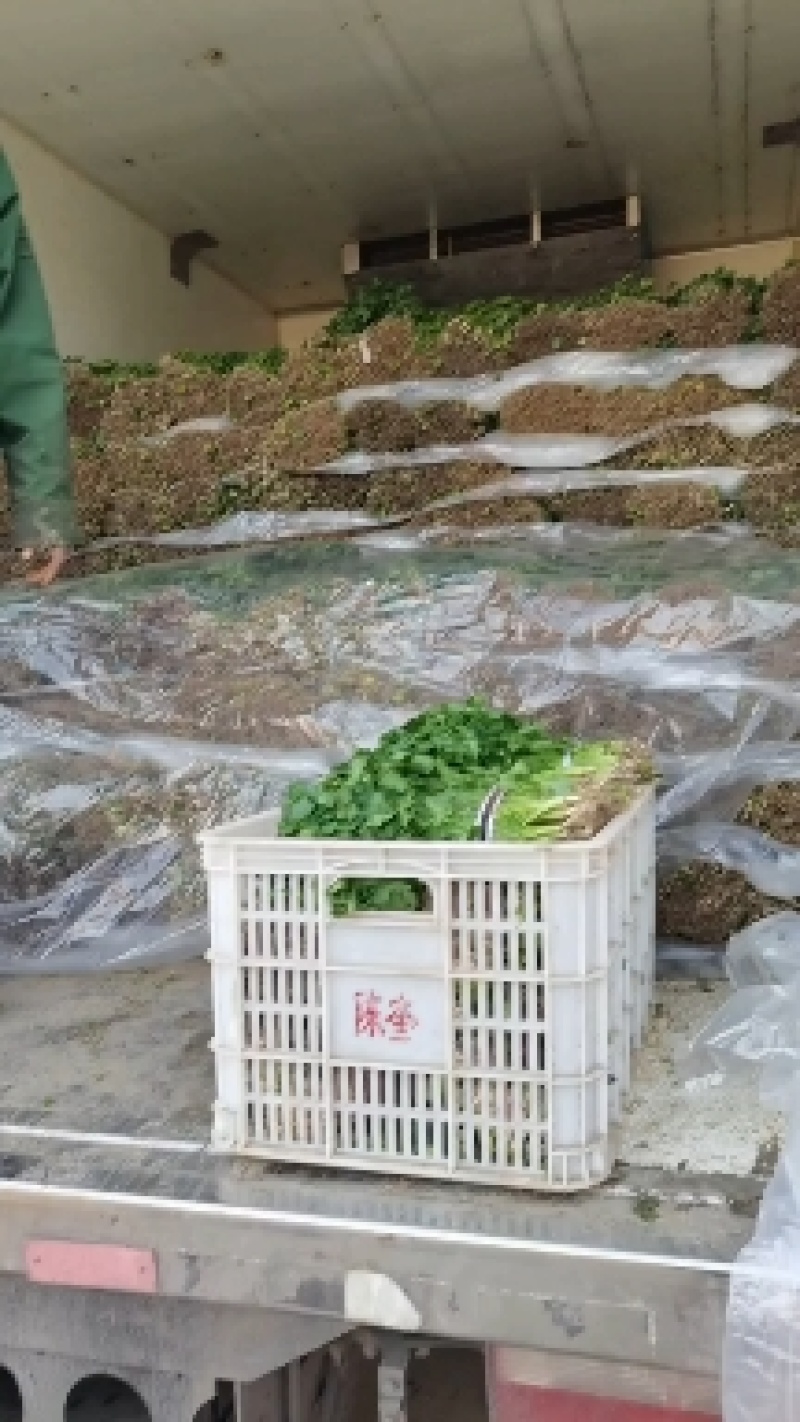 大叶香菜