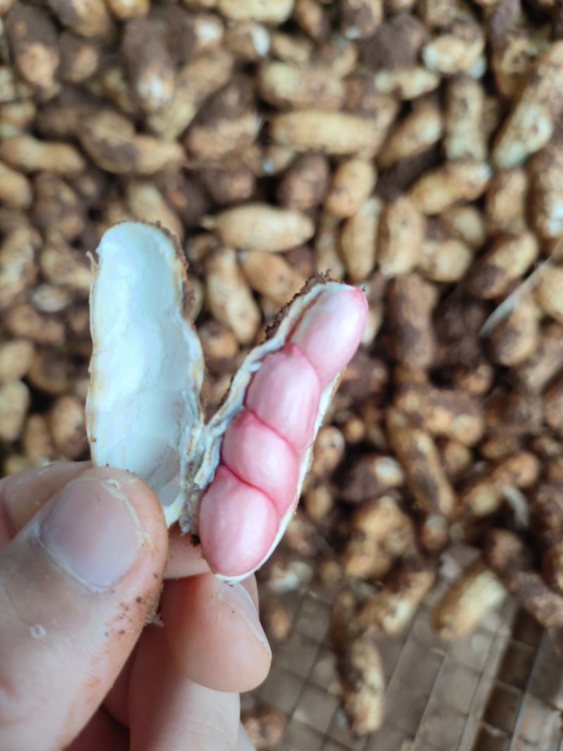 广东省徐闻县鲜花生