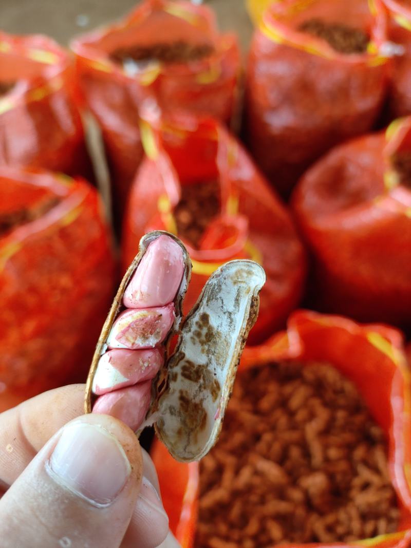 广东省徐闻县鲜花生