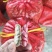 广东省徐闻县鲜花生