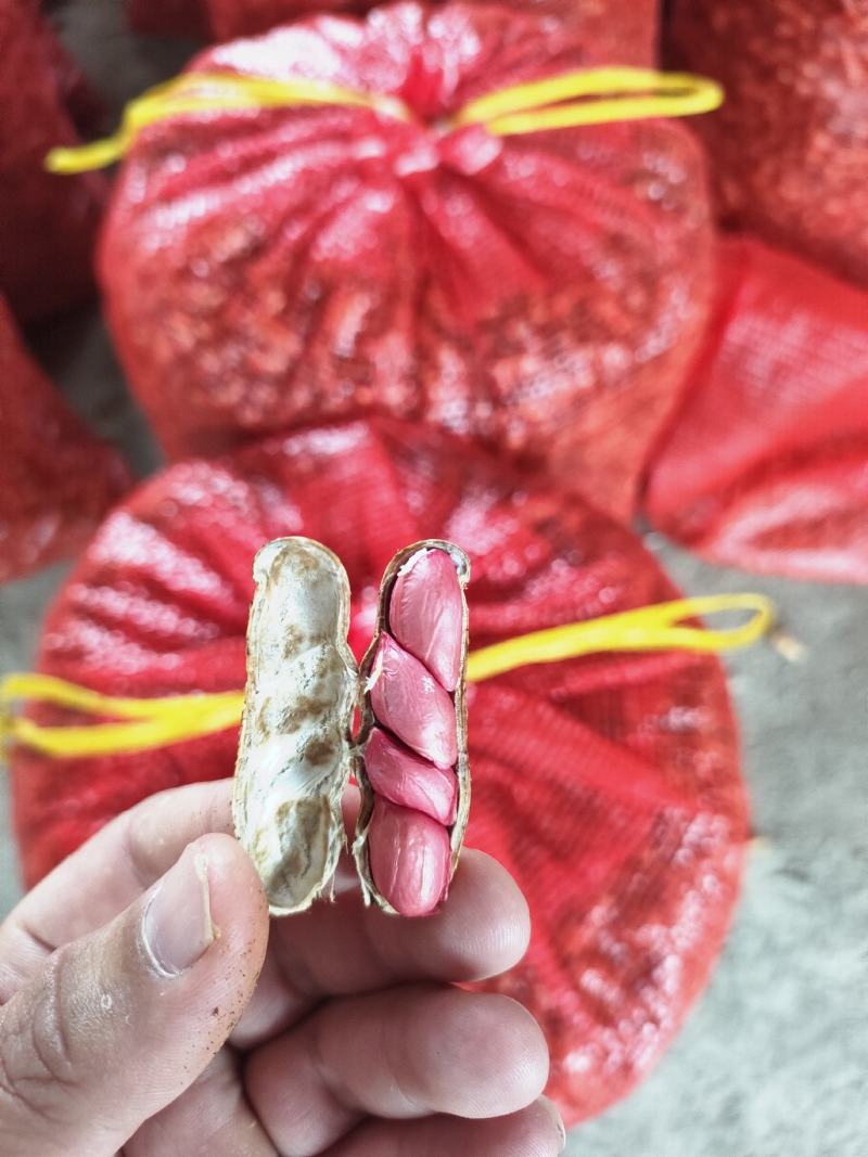 广东省徐闻县鲜花生